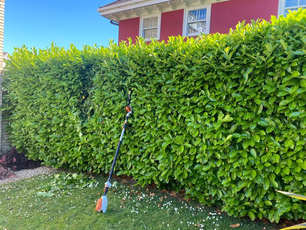 Hedge Maintenance Essex - Before