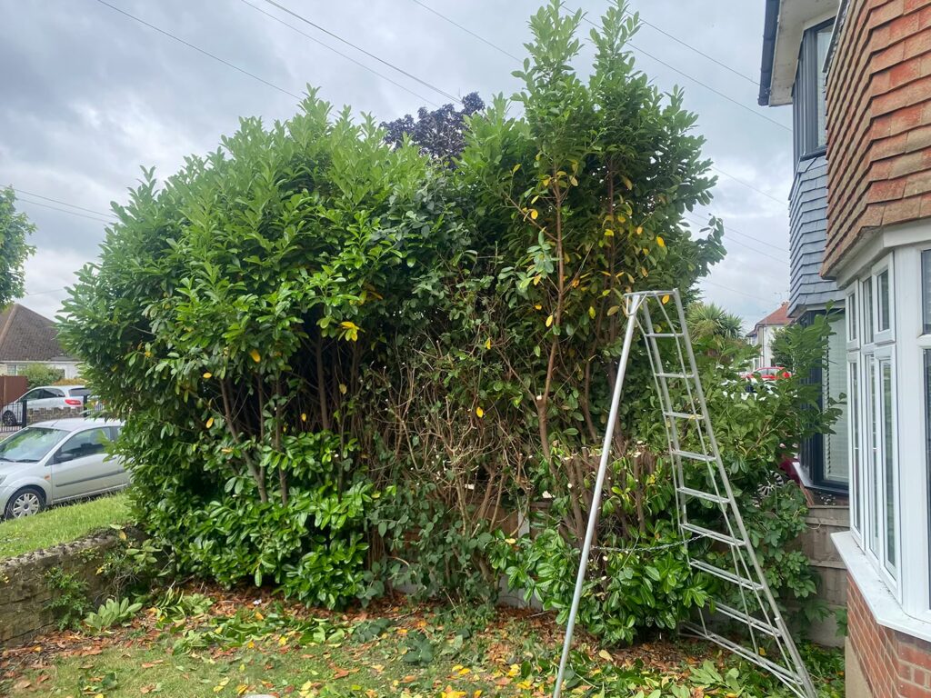 Hedge Maintenance Essex - During