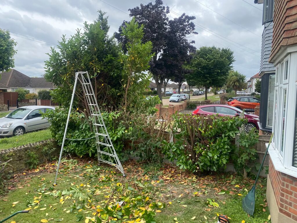 Hedge Maintenance Essex - During