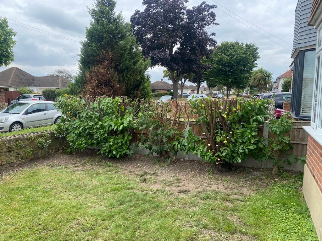 Hedge Maintenance Essex - After