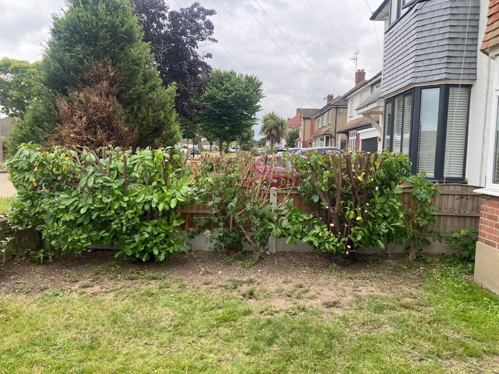 Hedge Maintenance Essex - After