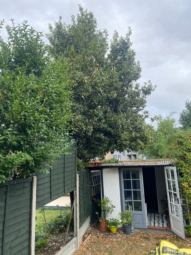 Hedge Maintenance Essex - Before