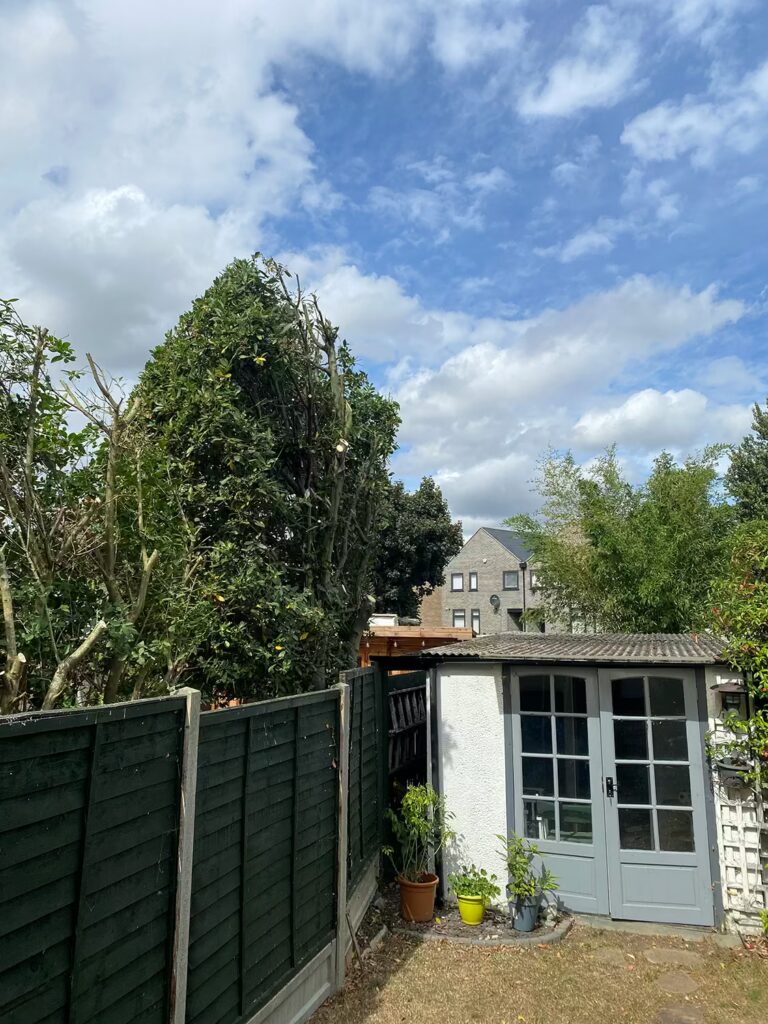 Hedge Maintenance Essex - After