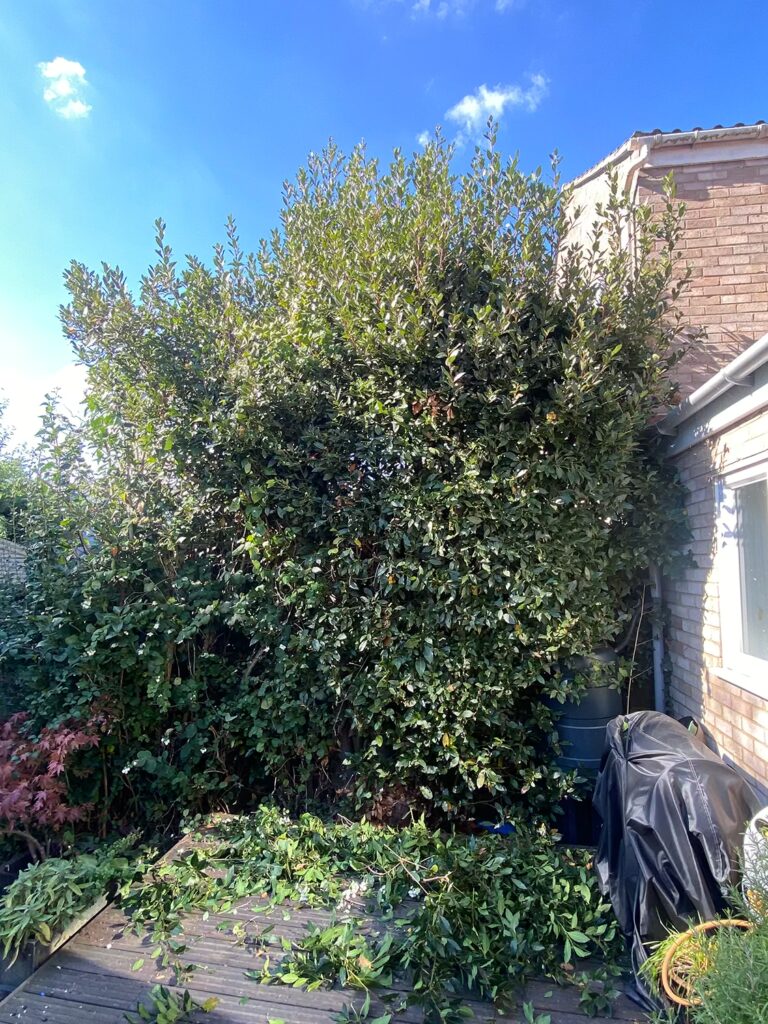 Hedge Maintenance Essex - Before