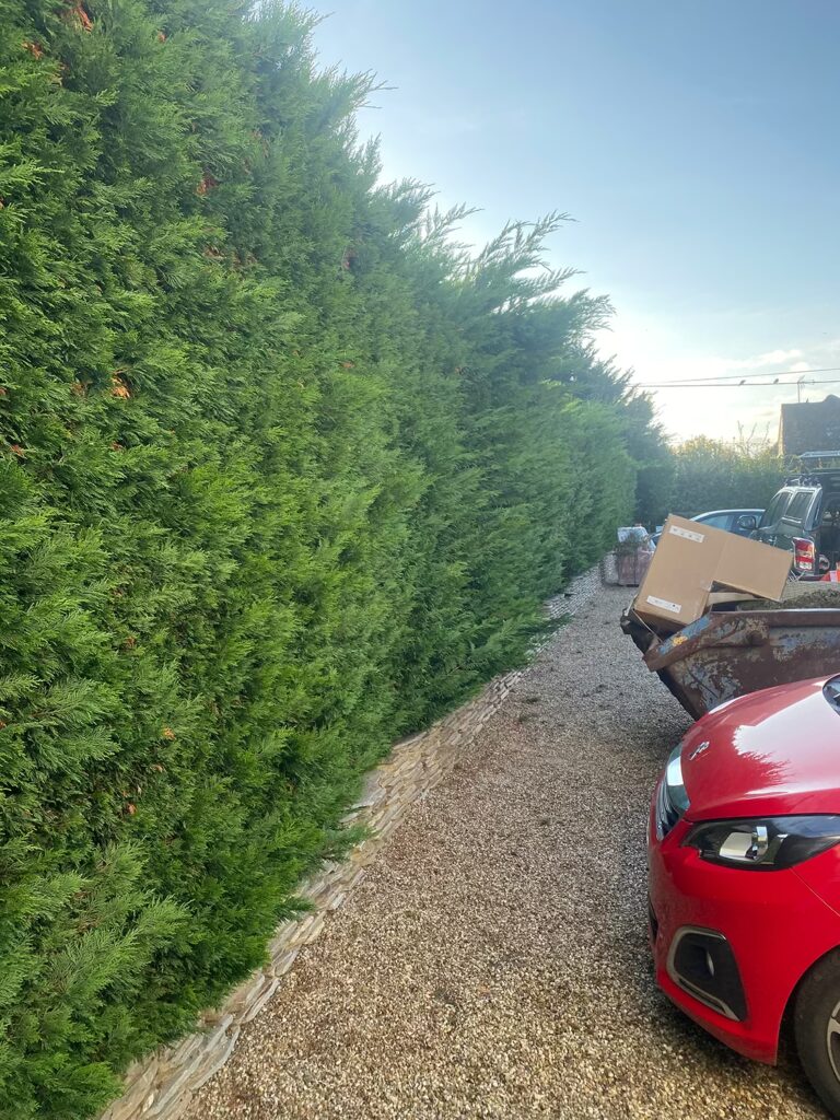 Hedge Maintenance Essex - Before
