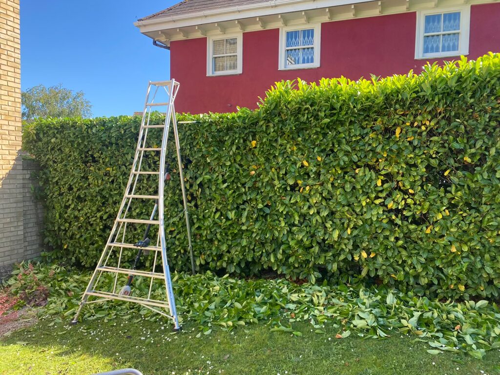 Hedge Maintenance Essex - During
