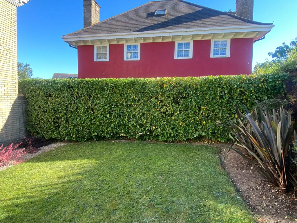 Hedge Maintenance Essex - After