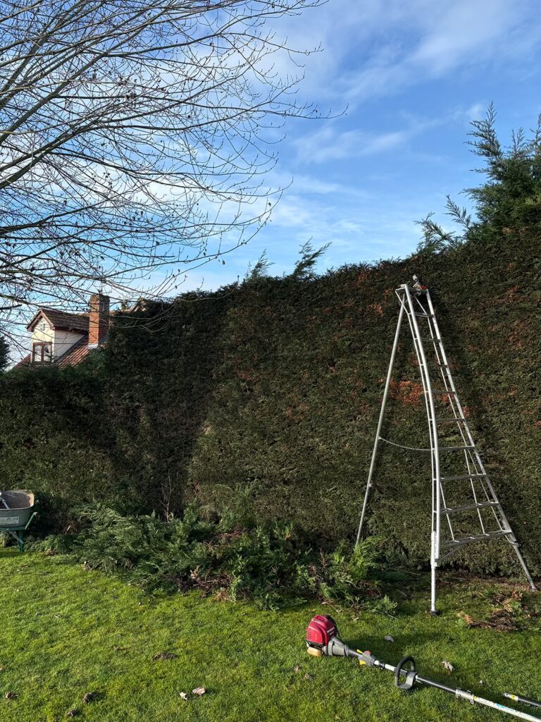 Hedge Maintenance Essex - Before