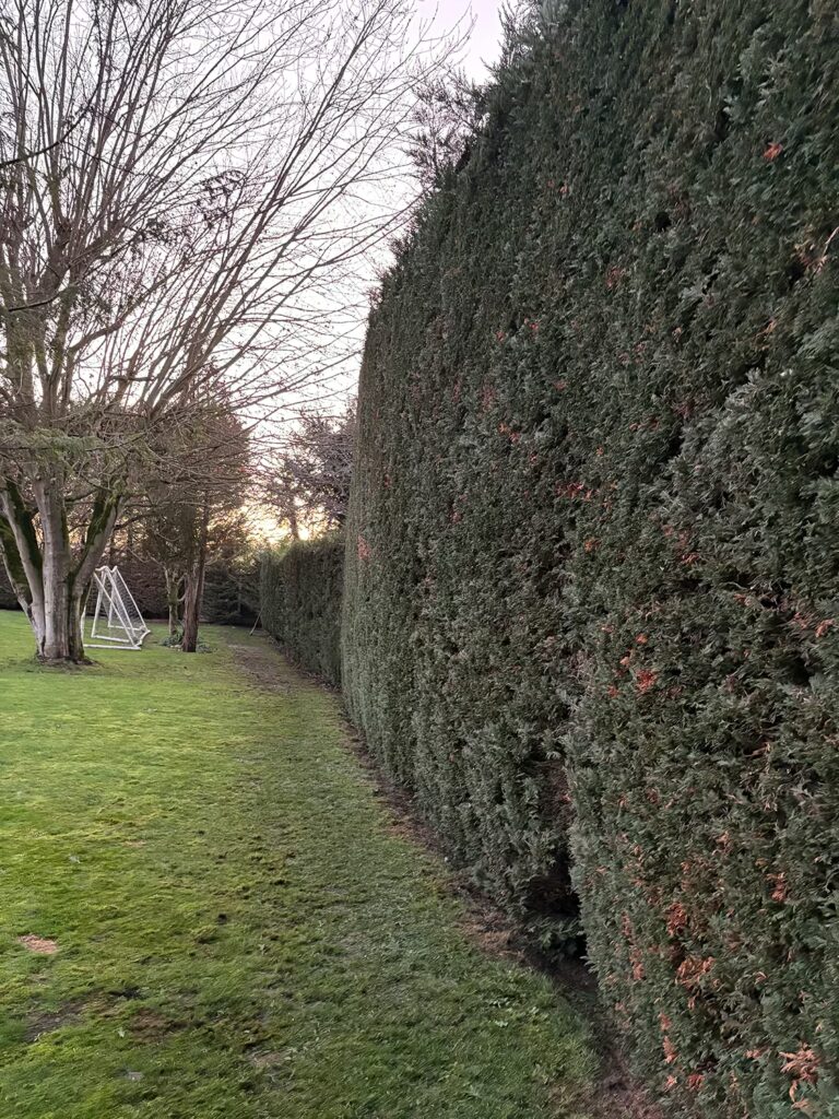 Hedge Maintenance Essex - After
