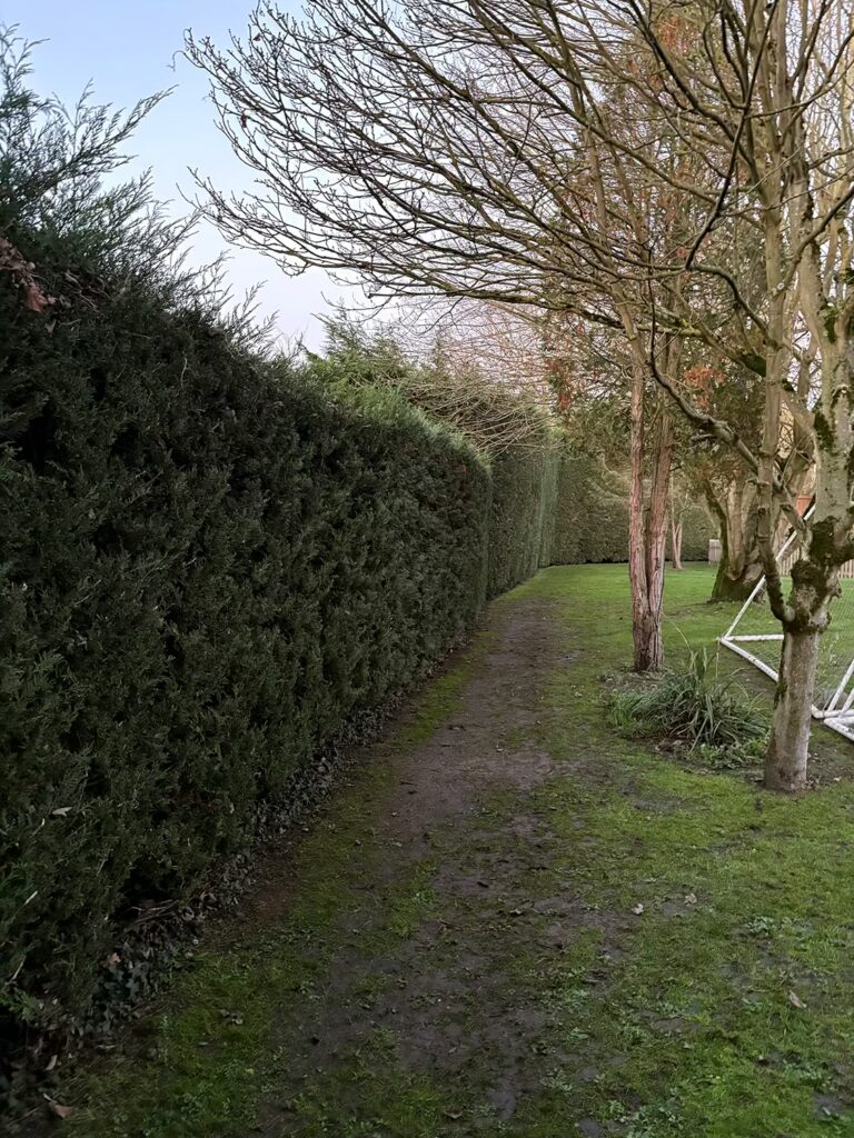 Hedge Maintenance Essex - After