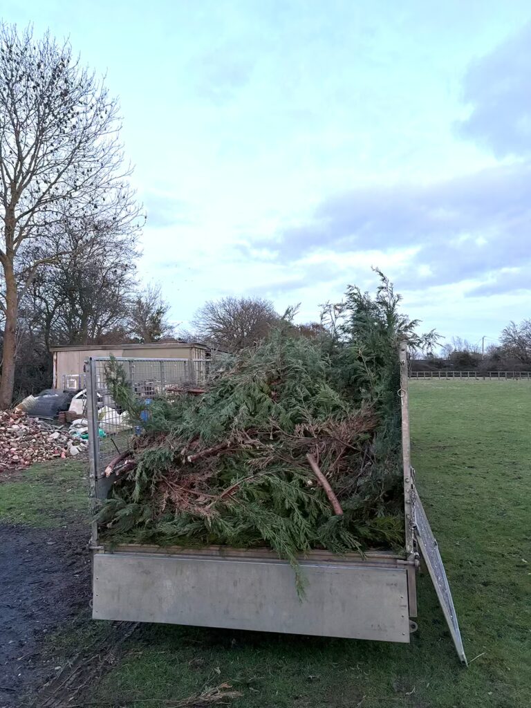 Hedge Maintenance Essex - Clearance