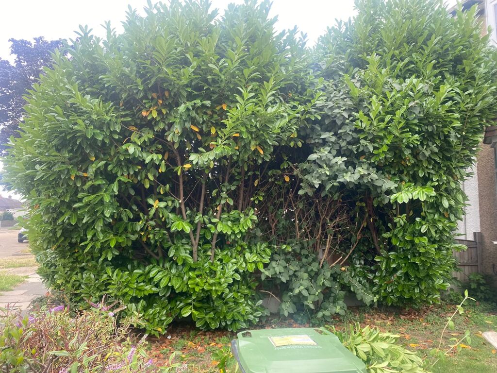 Hedge Maintenance Essex - Before