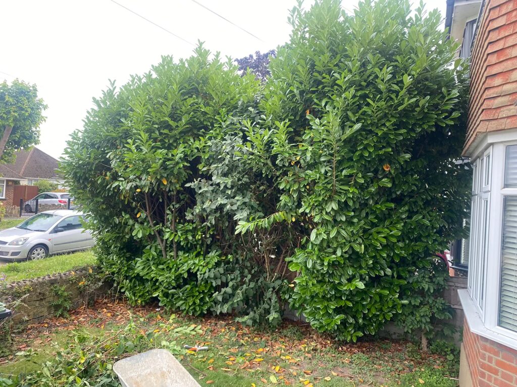Hedge Maintenance Essex - Before
